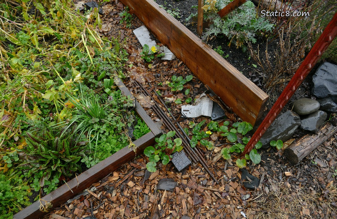 Lesser Celandine growing between raised bed, some is blooming