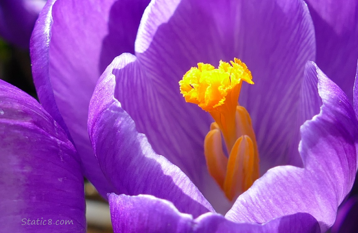 Close up of a purple Crocus bloom
