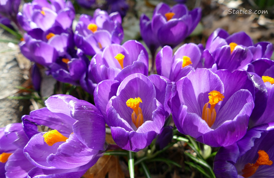 Purple Crocus blooms