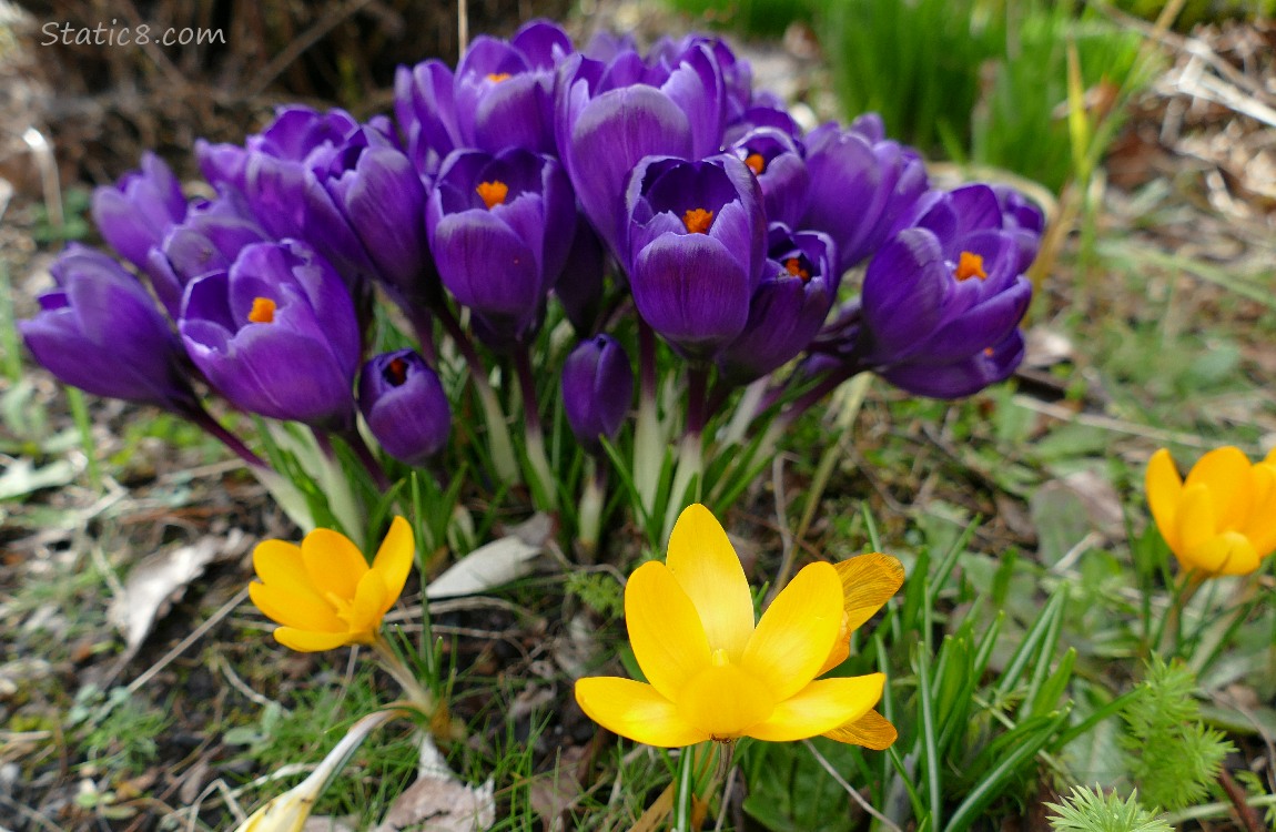 Purple Crocus blooms with some yellow Crocus blooms