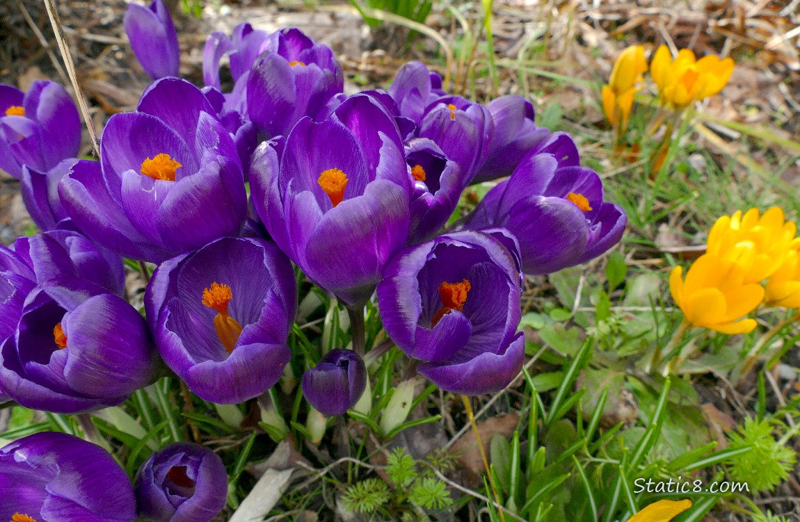 Purple Crocus blooms with some yellow Crocus blooms