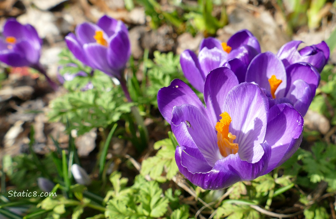 Purple Crocus blooms