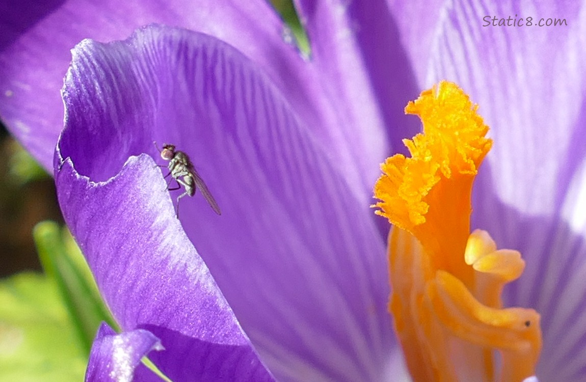 Tiny Fly standing on a Crocus bloom