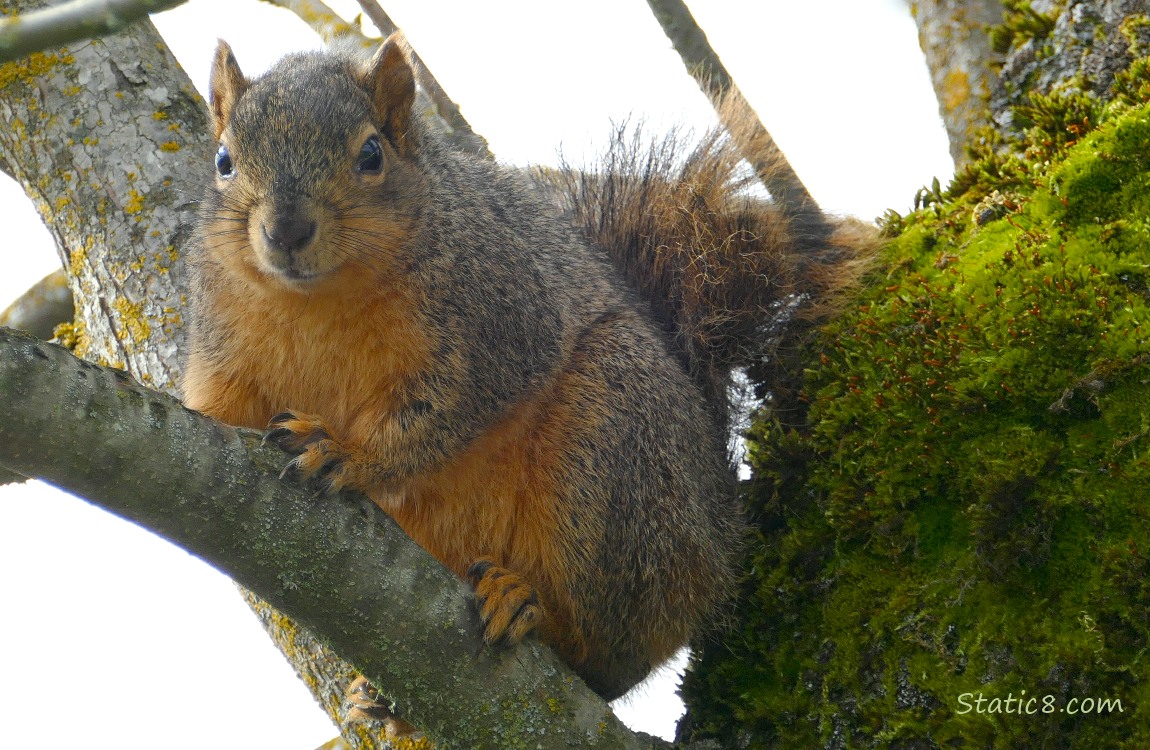 Squirrel looking down from a mossy crook in a tree
