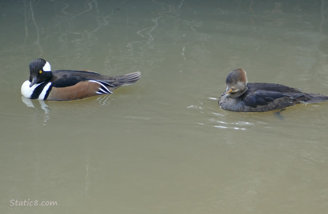 Hooded Merganser pair paddling on the water