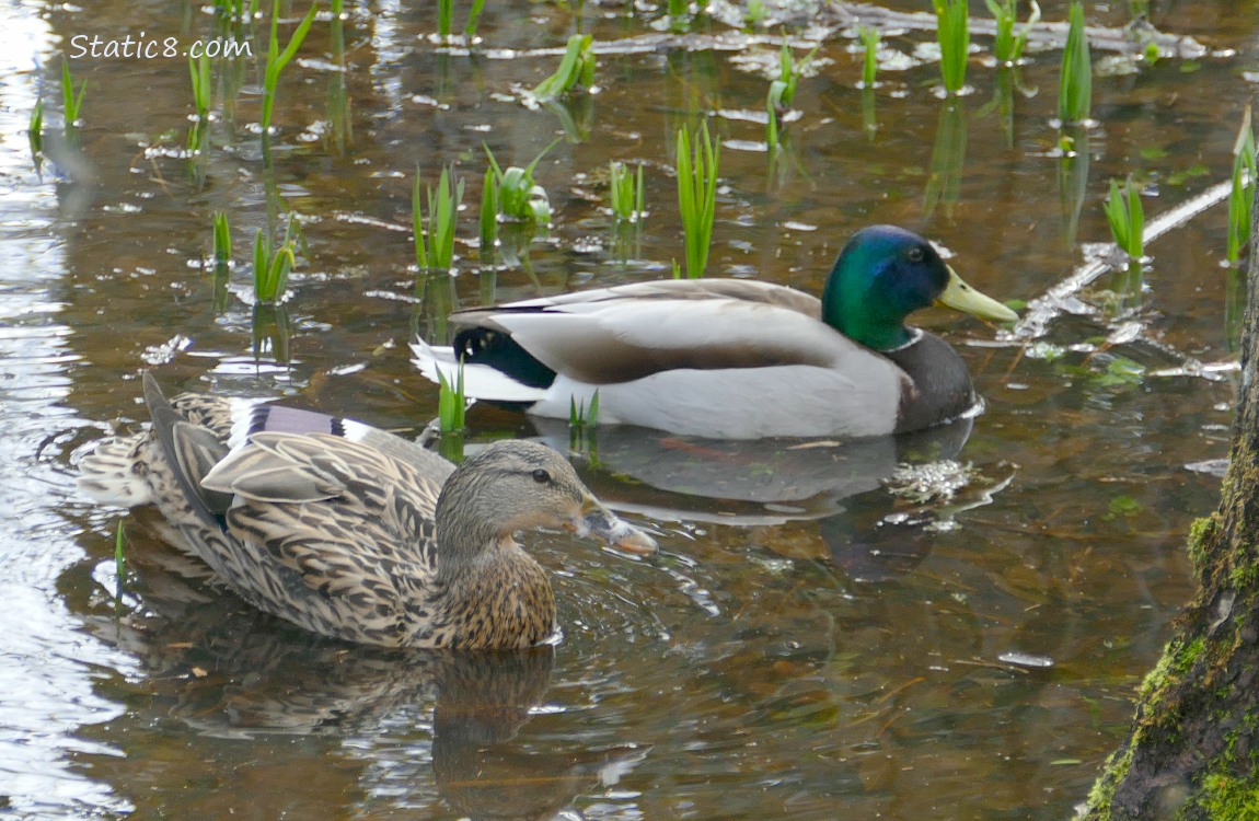 Female and Male Mallard paddling on shallow water with green grasses