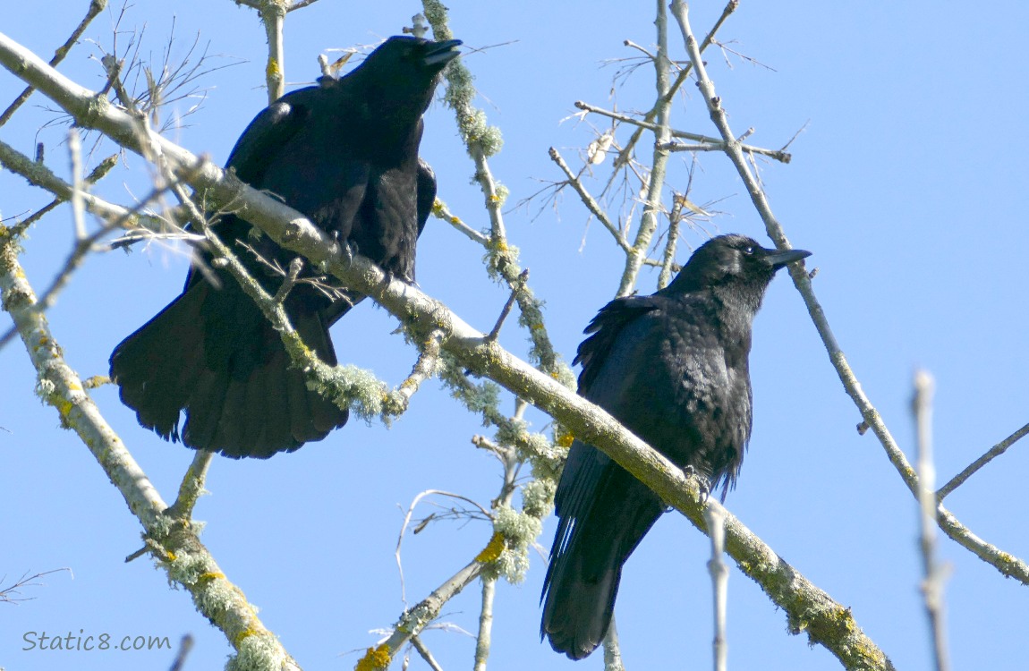 Two Crows standing in a winter bare tree, blue sky behind them.  One crow caws!