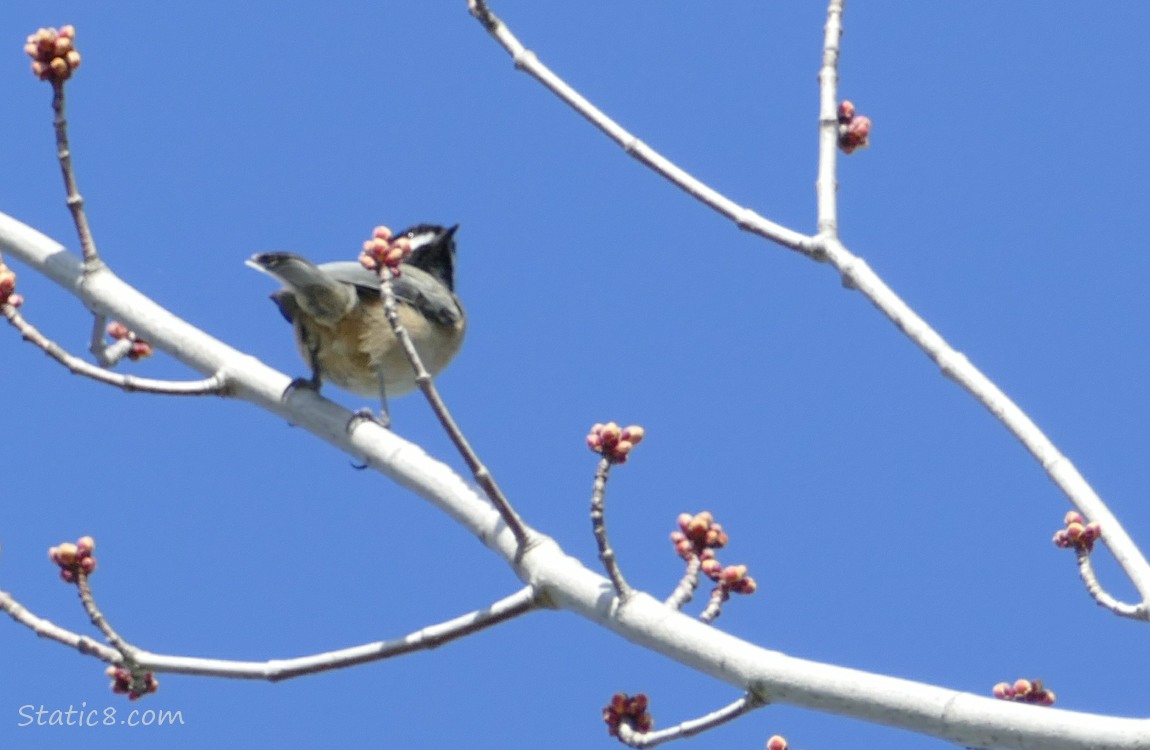 Chickadee standing on a branch behind a budding twig