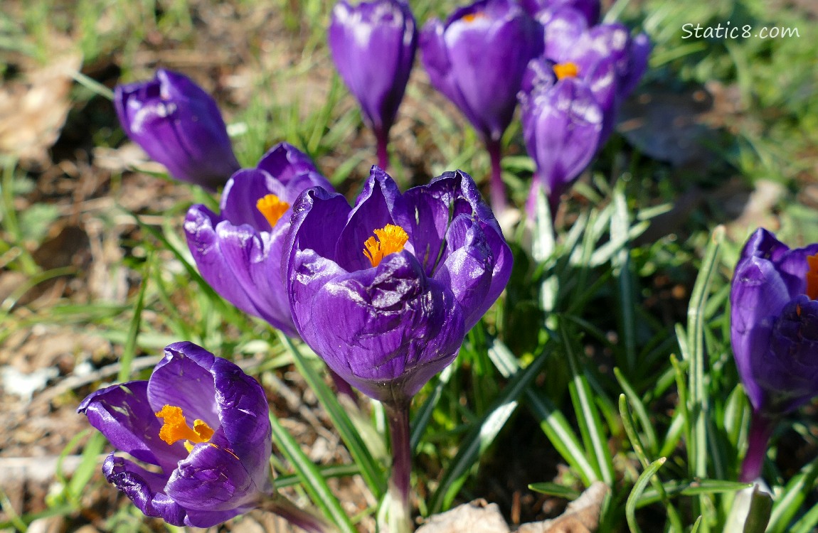 Purple Crocus blooms, with crinkled petals