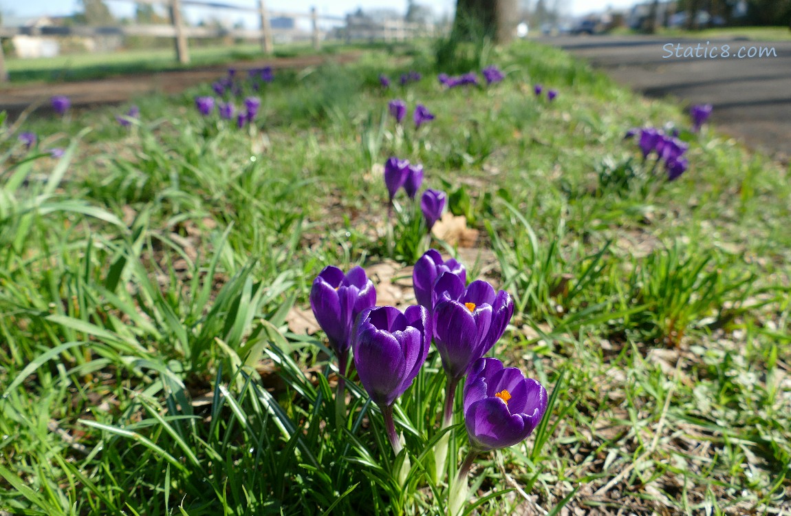 Purple Crocuses blooming in a hell strip
