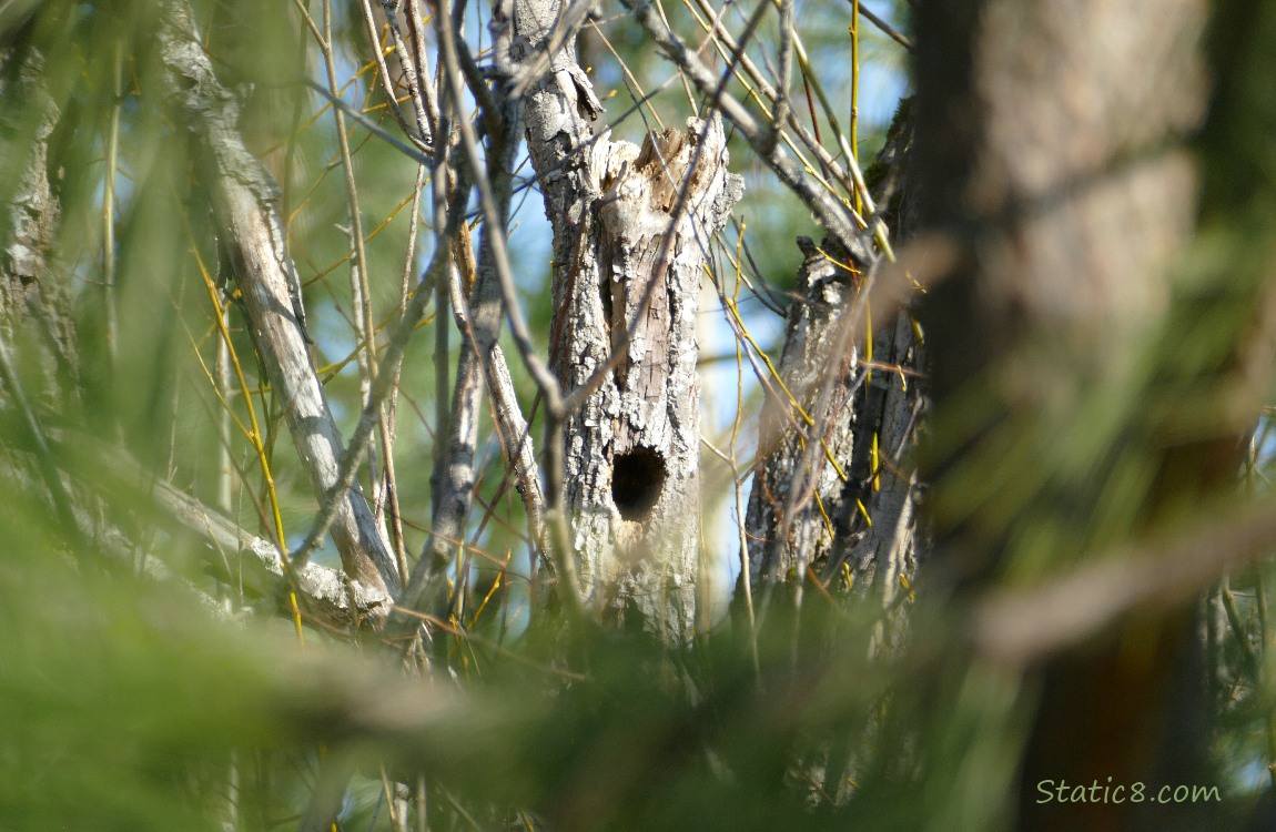 Woodpecker hole in a snag, past other branches 