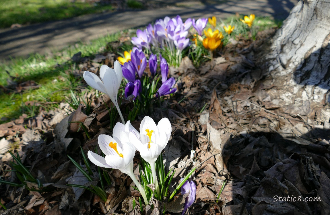 White, purple and yellow Crocus blooms next to a sidewalk, with tree shadows