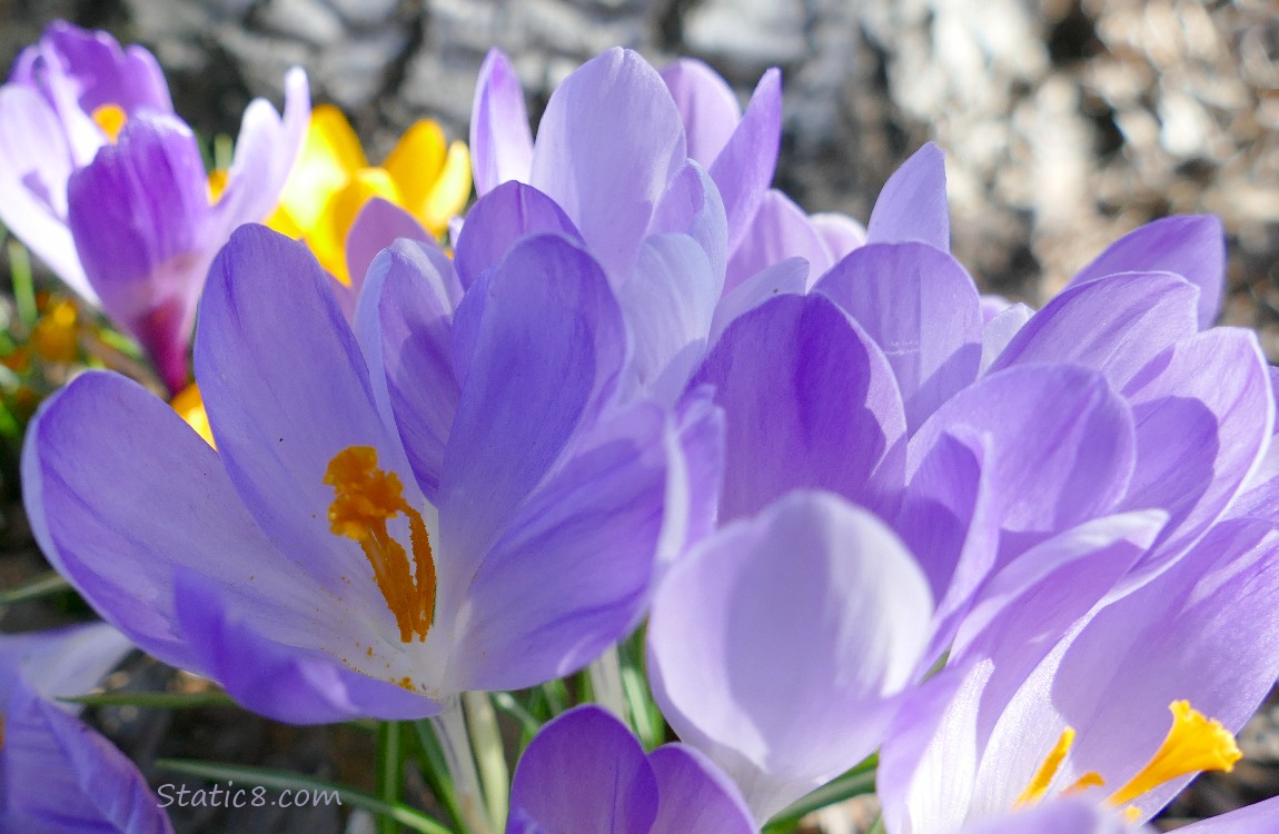 lavendar coloured Crocus blooms