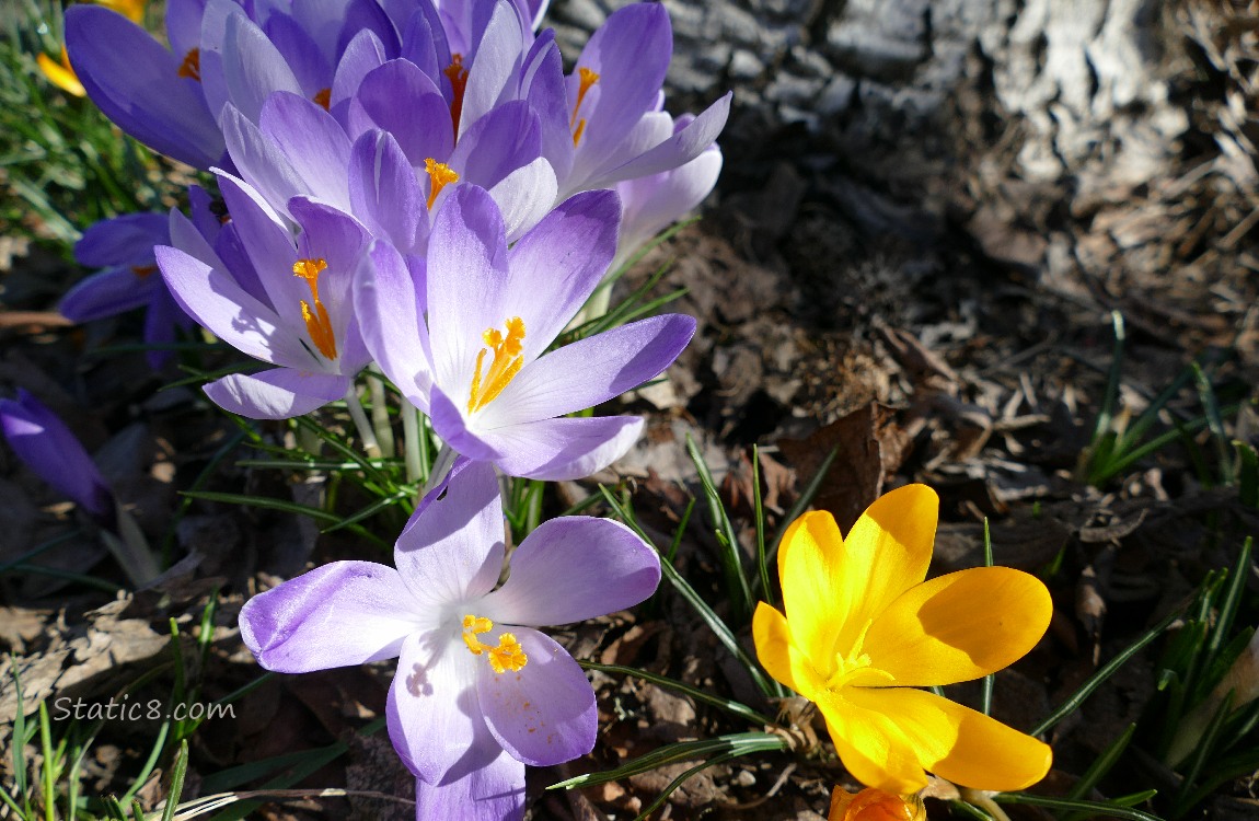 A group of lavendar coloured Crocuses with one yellow Crocus