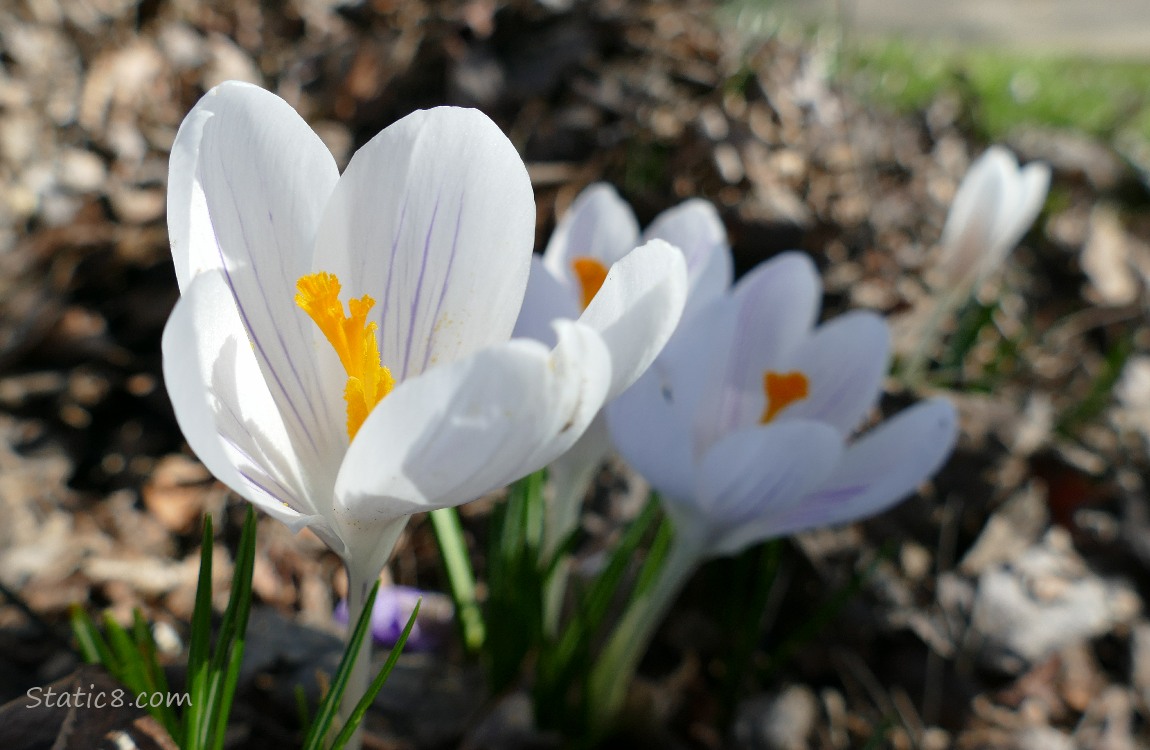 White Crocus blooms