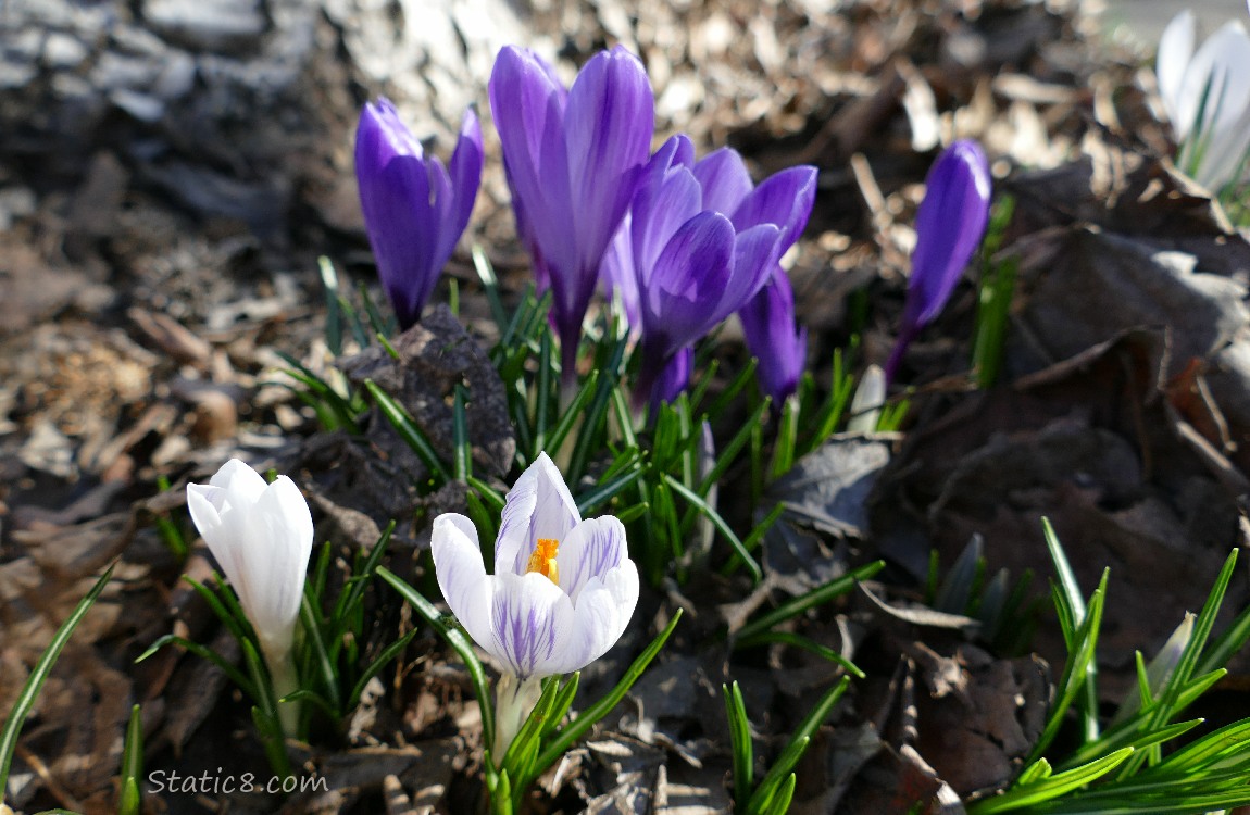 Two White Crocus blooms in front of a group of purple Crocuses