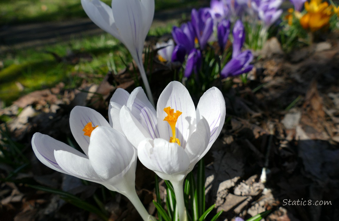 White Crocus blooms with purple blooms in the background