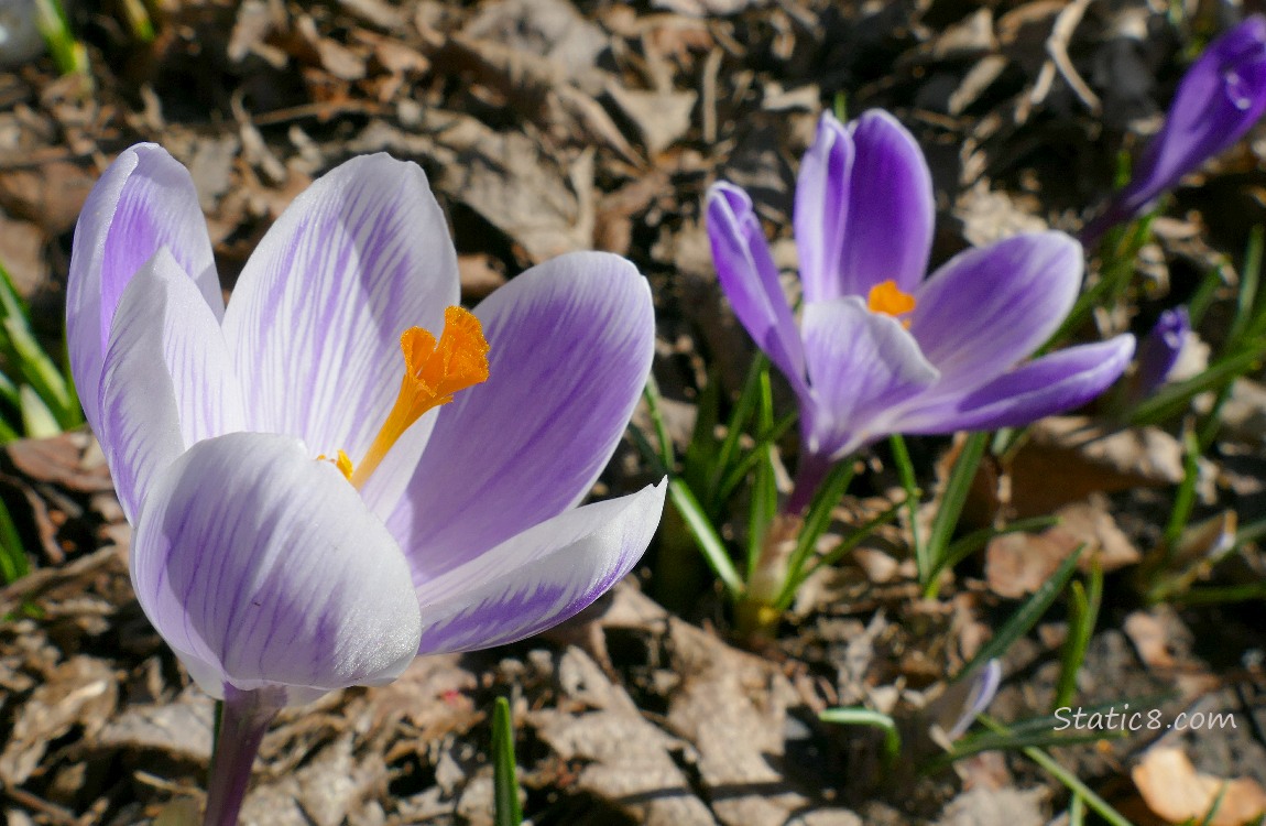 Purple and white striped Crocus blooms