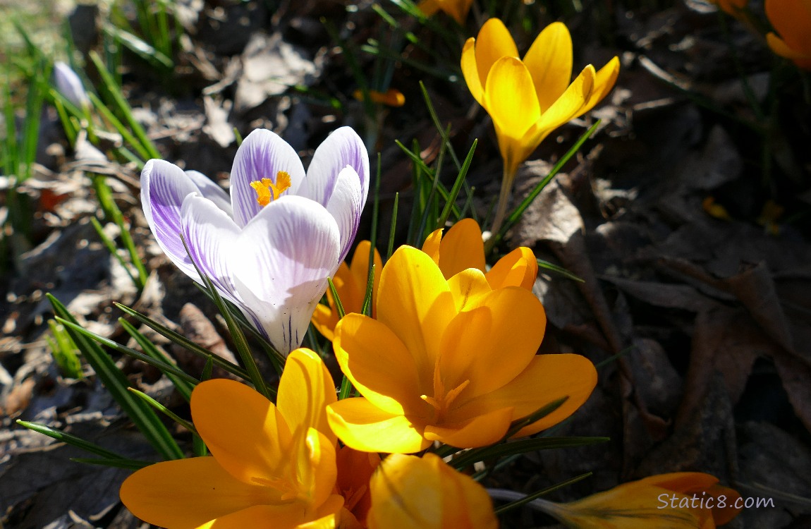 Purple and white striped Crocus bloom surrounded by yellow Crocuses