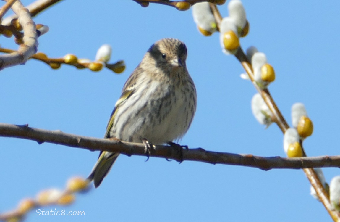 Pine Siskin standing on a twig with blue sky behind