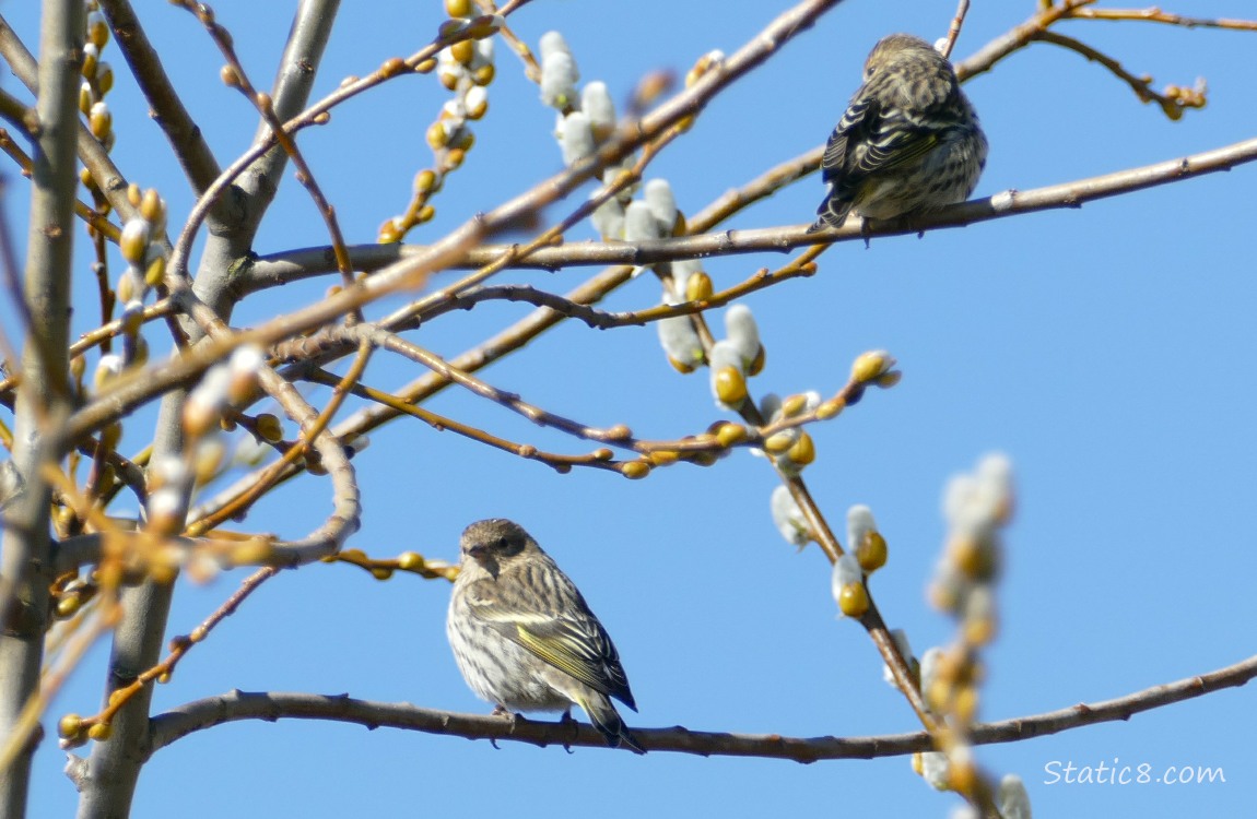 Two Pine Siskins standing in a winter bare tree, with pussy willows all around