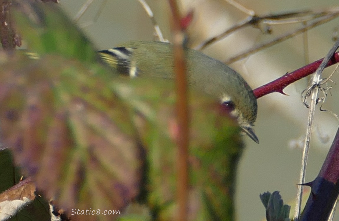 Ruby Crown Kinglet peeking from behind a leaf