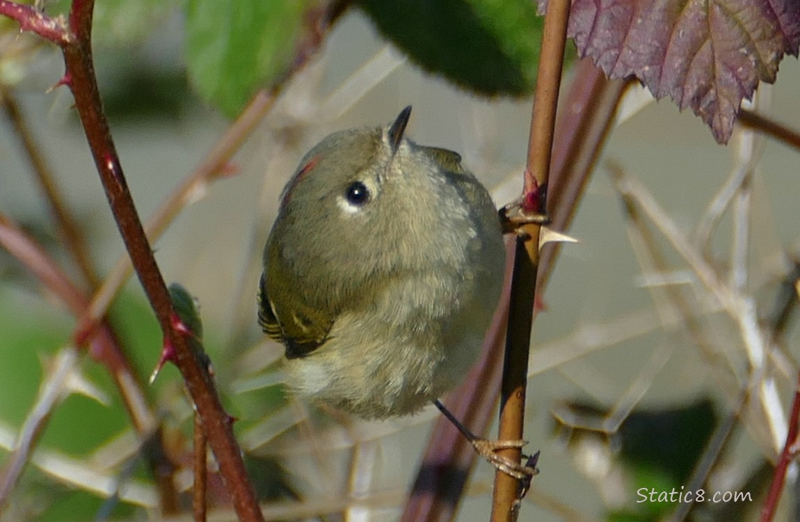 Ruby Crown Kinglet hanging sideways from a thorny vine