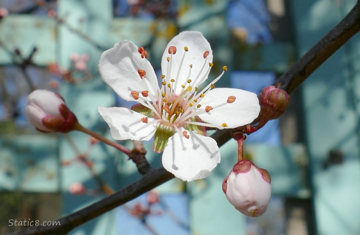 Cherry blossom in front of an aqua fence