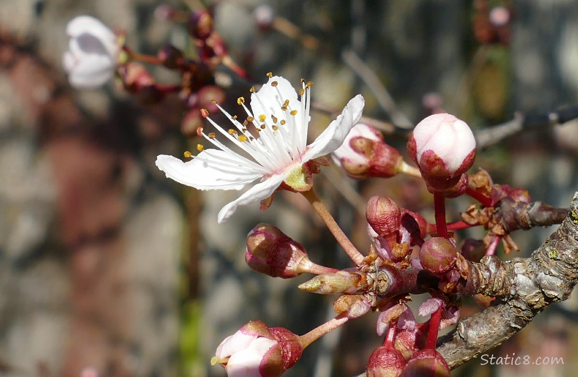 Cherry Blossoms
