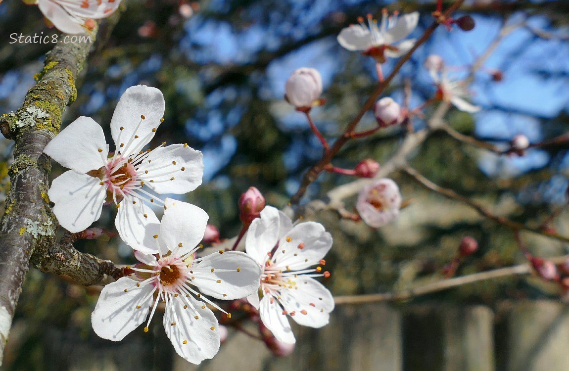 Three Cherry blossoms in front of twigs with more cherry blossoms