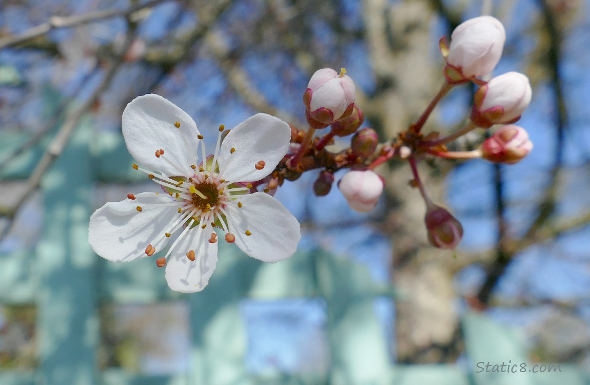 Cherry blossoms in front of an pale aqua privacy fence