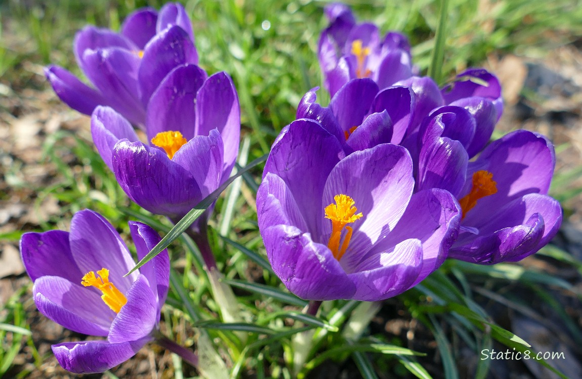 Purple Crocus blooms