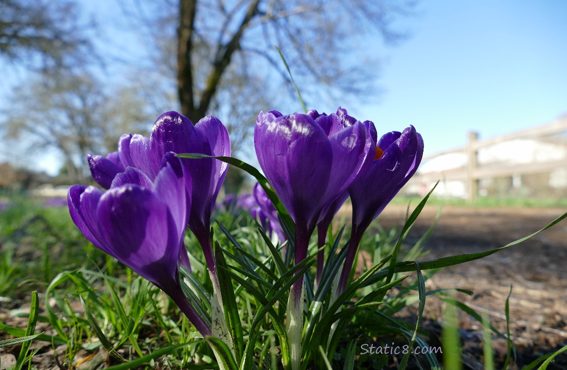 Purple Crocus blooms with a winter bare tree in the background and blue sky