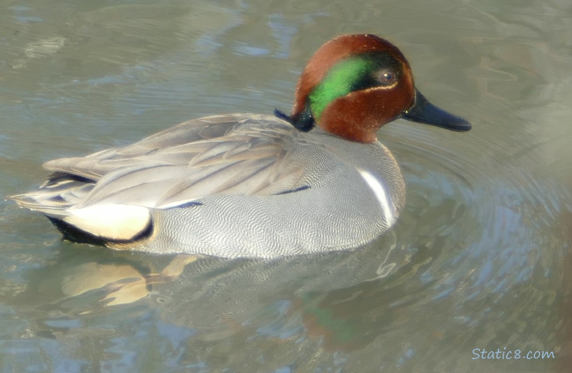 Male Green Wing Teal paddling on the water