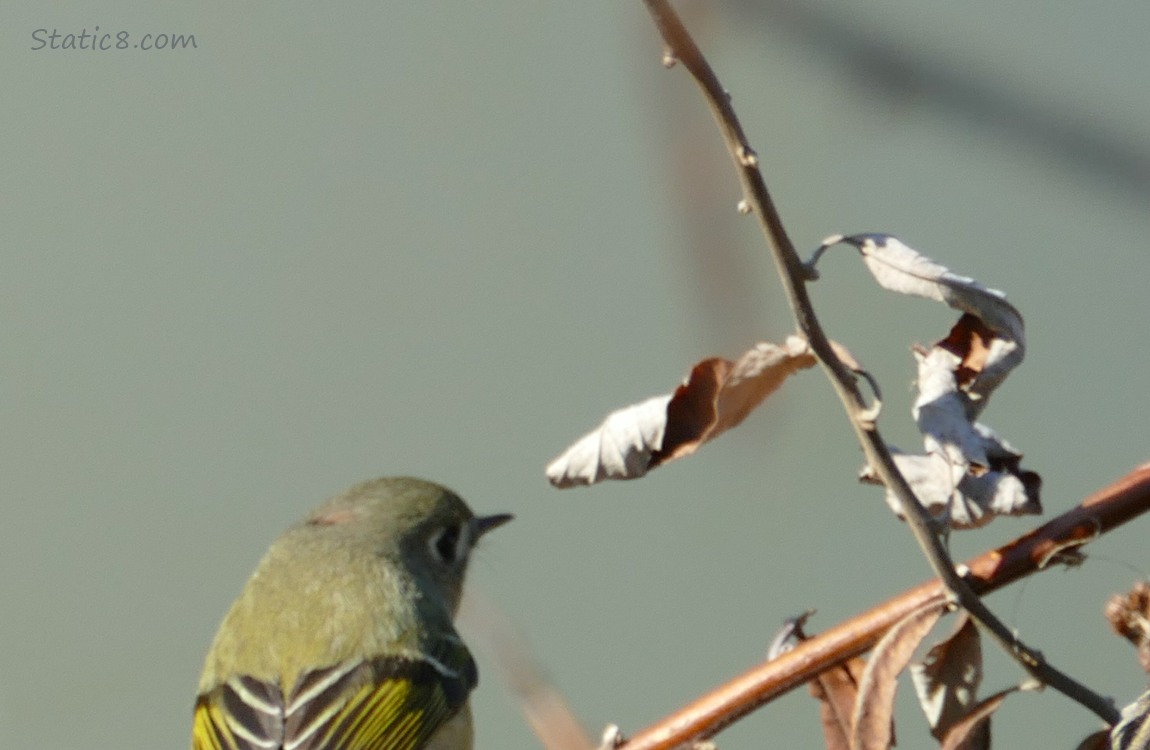 Ruby Crown Kinglet at the edge of the photograph