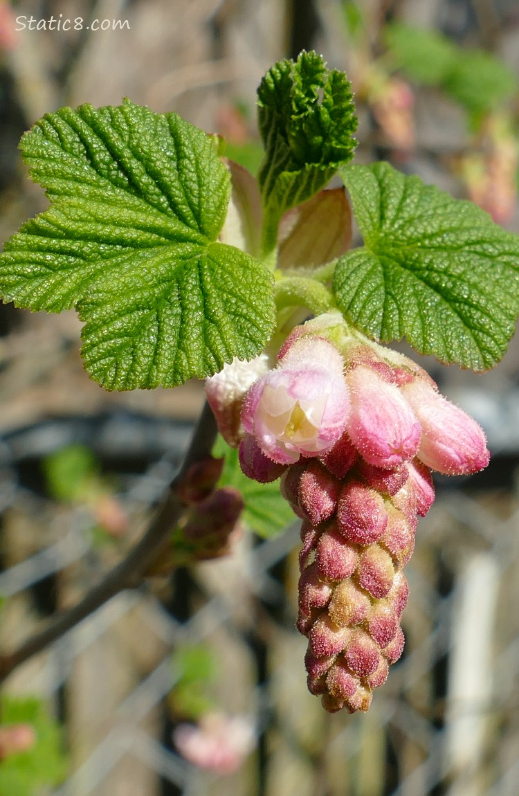 Red Flowering Currant bloom with just a couple flowers open