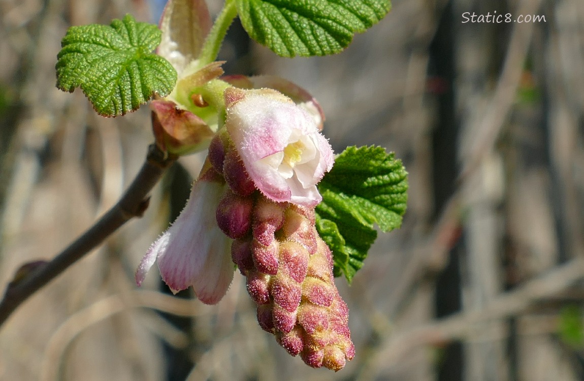 Red Flowering Currant bloom in front of a brown fence