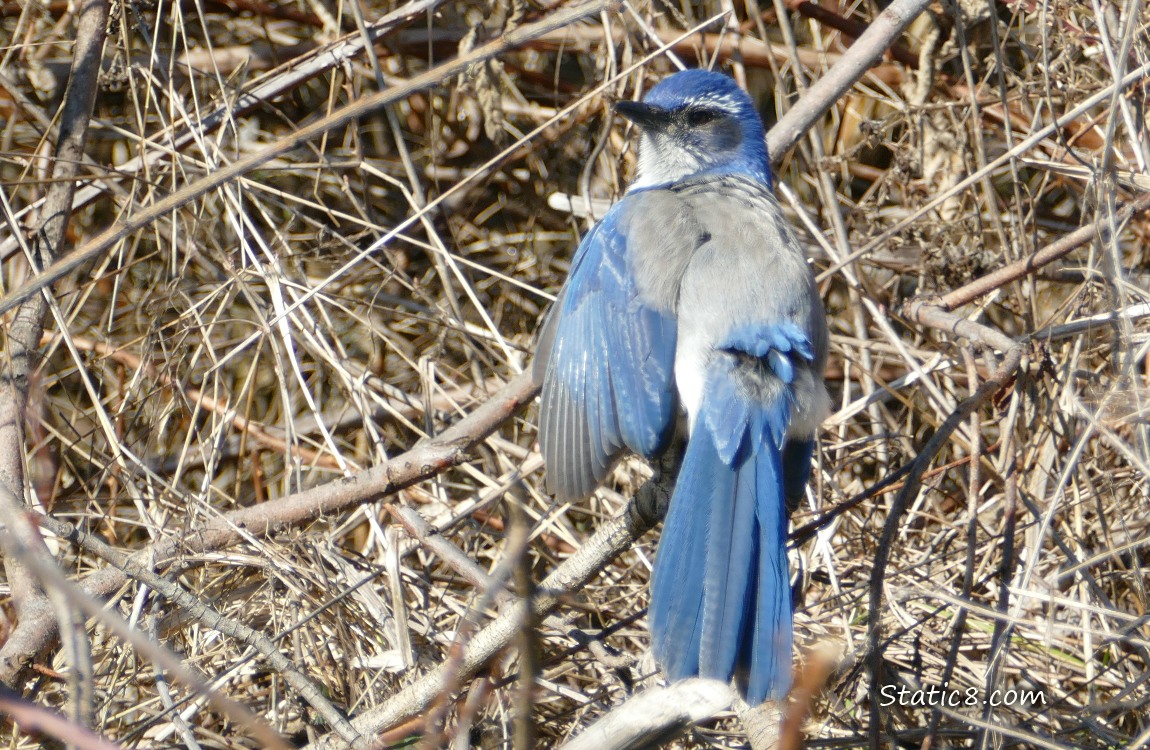 Scub Jay with his wing held out