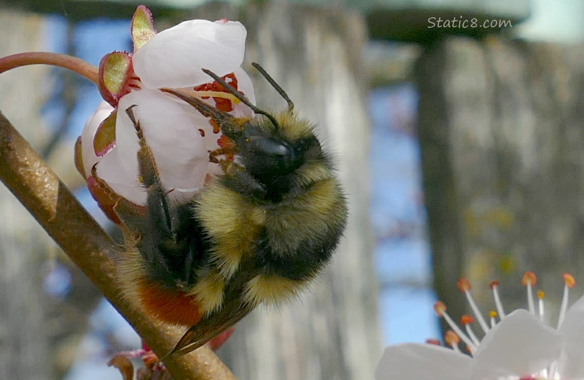 Bumblebee on a Cherry Blossom