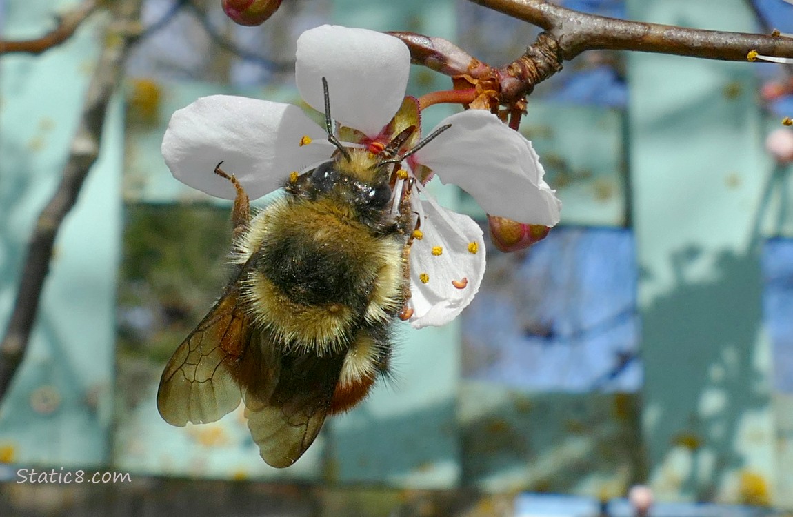 Black Tail Bumblebee hanging from a Cherry Blossom