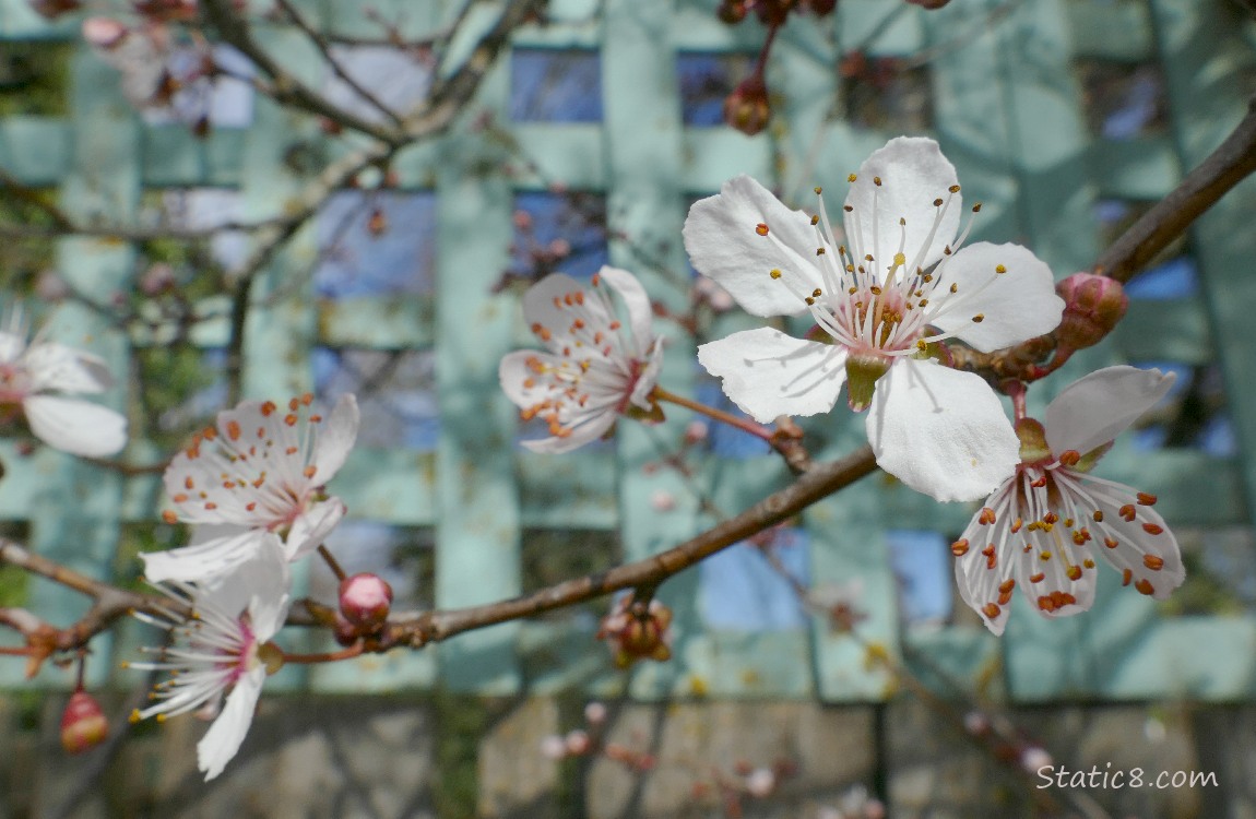 Cherry Blossoms