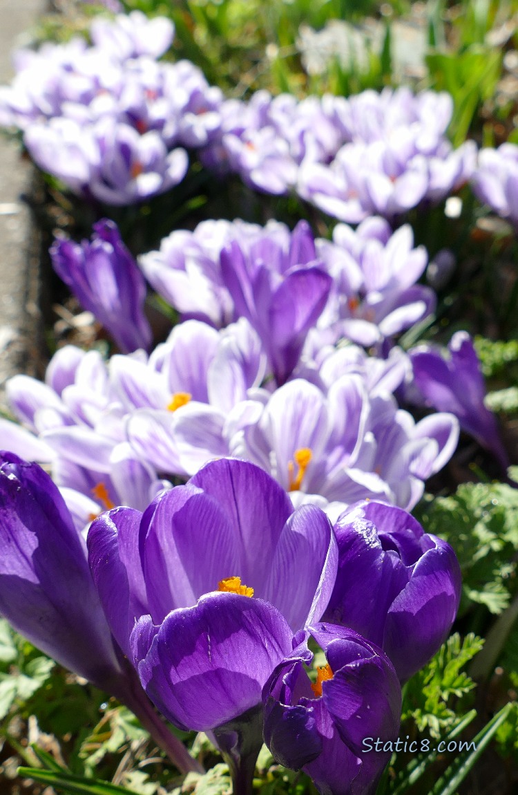 White and purple striped Crocus blooms