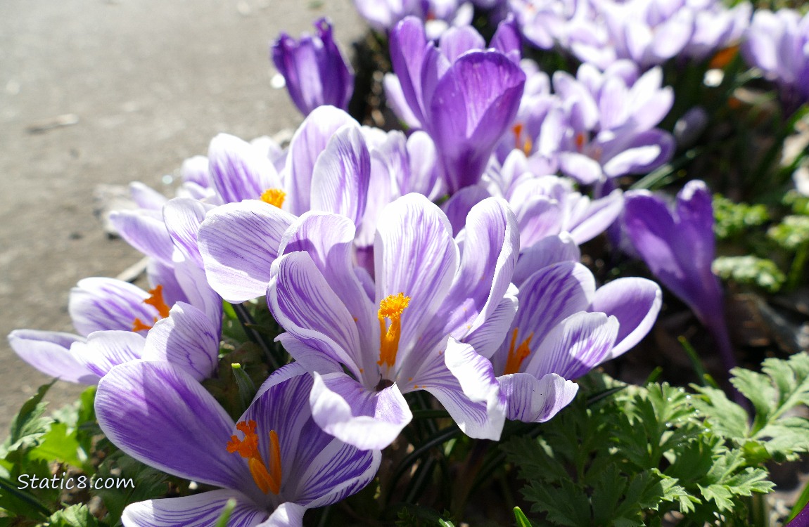 White and purple striped Crocus blooms next to a sidewalk