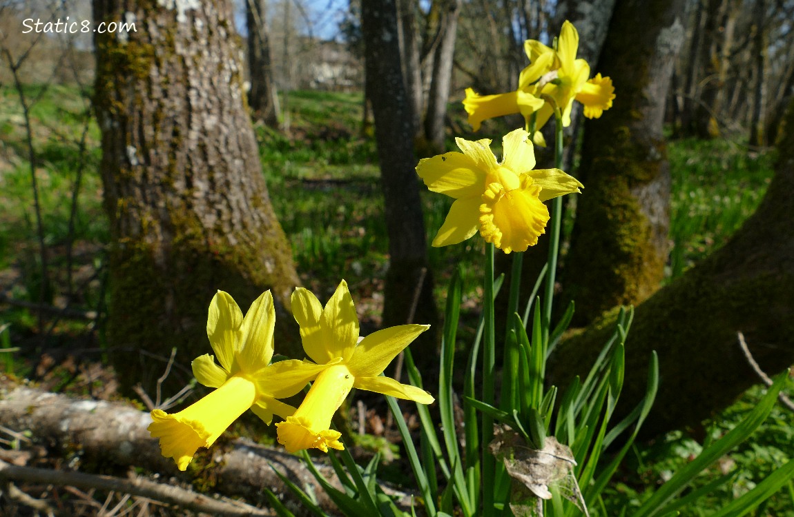 Daffodil blooms with forest trees in the background