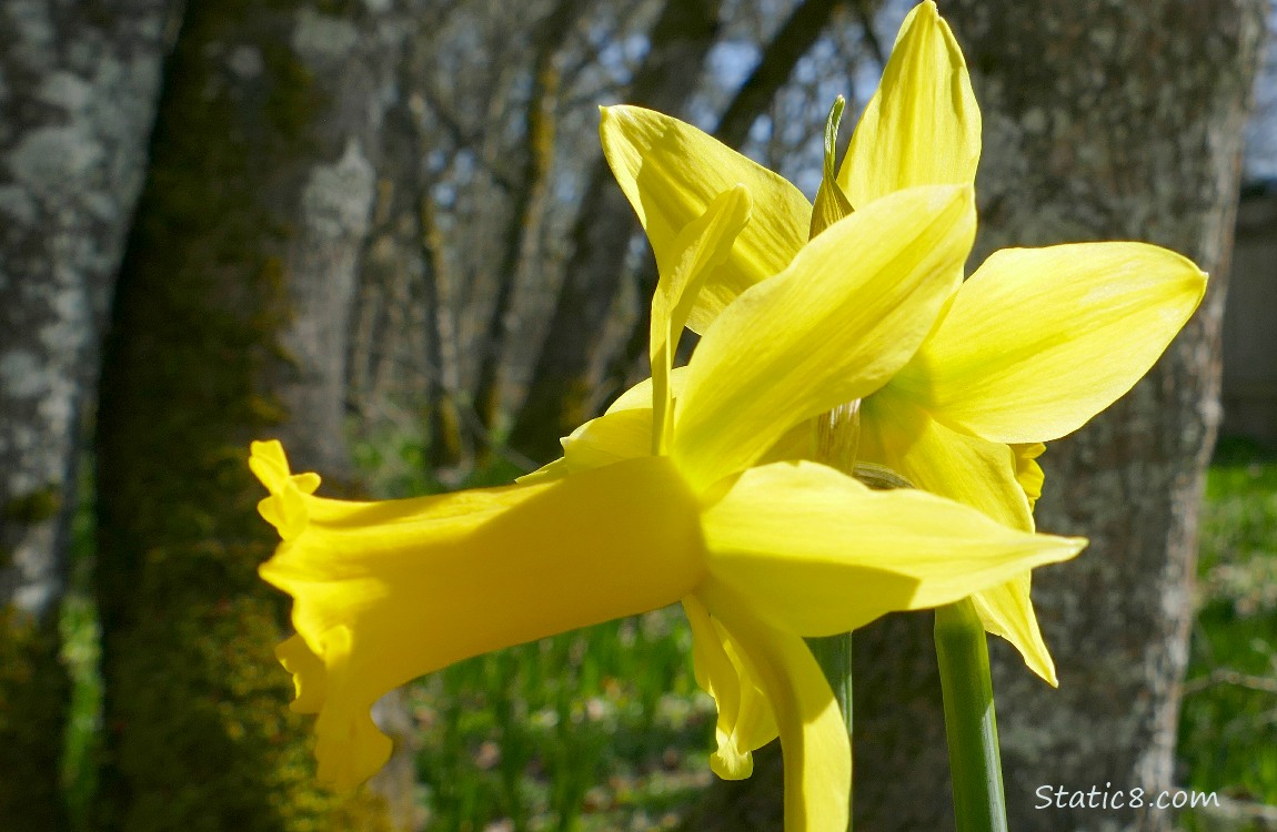 Close up of Daffodil blooms with forest trees in the background