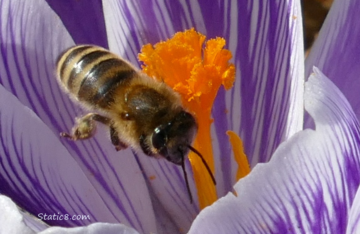 European Honey Bee hovering in a Crocus bloom
