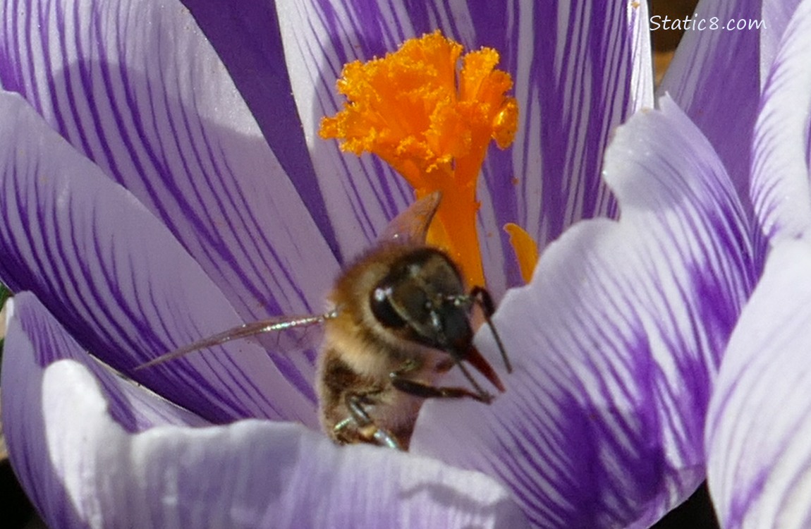 European Honey Bee licking a Crocus petal