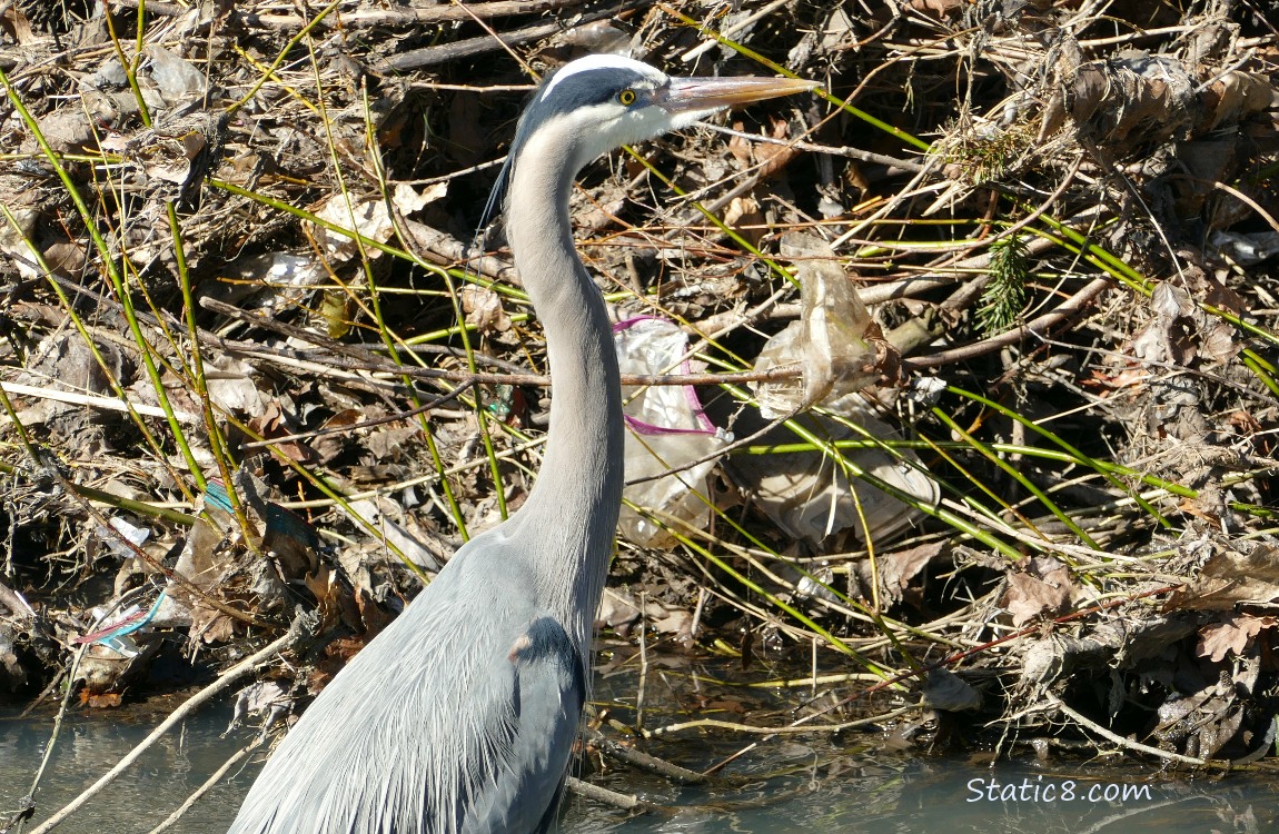 Great Blue Heron standing in shallow water near the bank