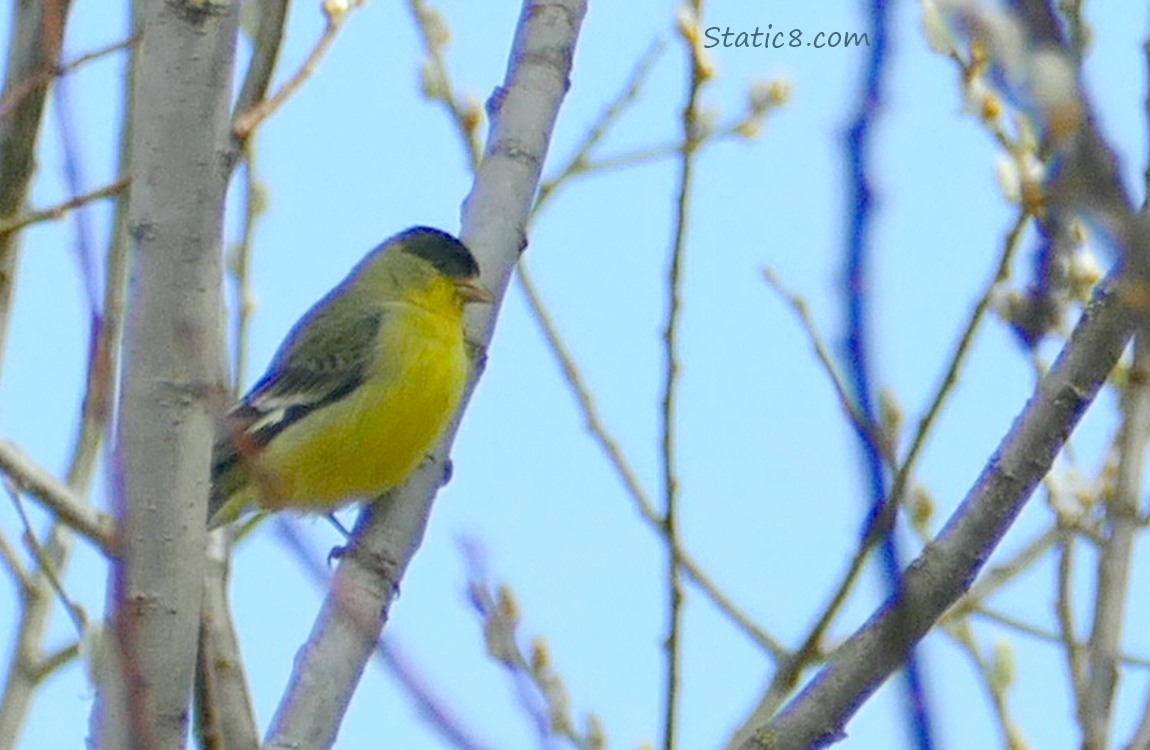 Lesser Goldfinch standing among the twigs