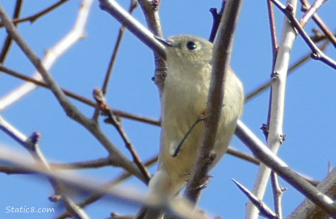 Ruby Crown Kinglet standing among twigs with blue sky background